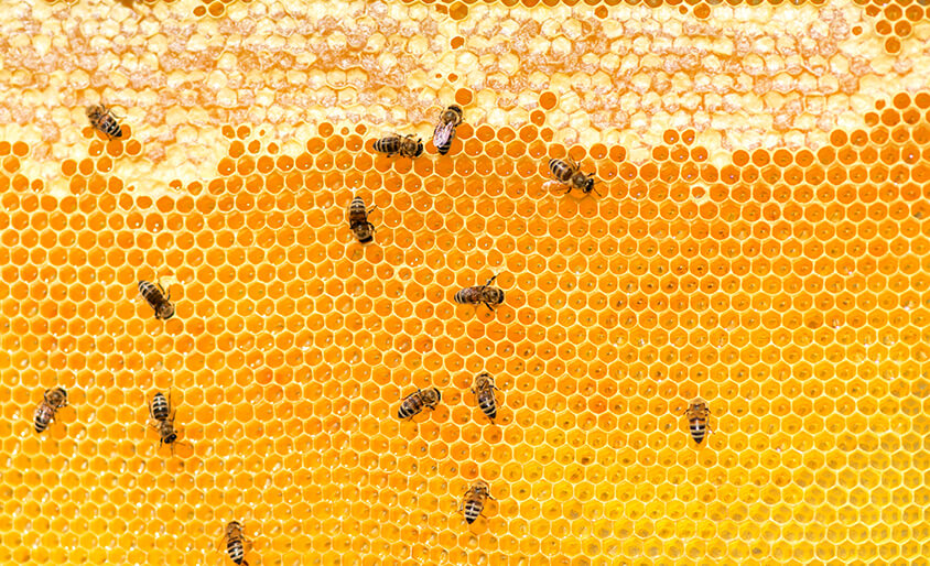 純粋はちみつカセイ食品株式会社