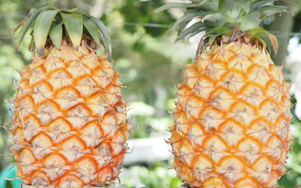 パイナップル育て方OATアグリオ栽培メディア