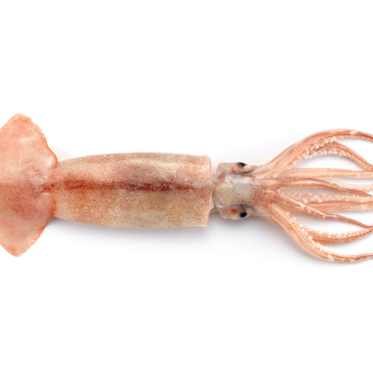 いつからOK？ 離乳食の魚介類 タラ・サバ・ブリ・カニ・エビ・イカ