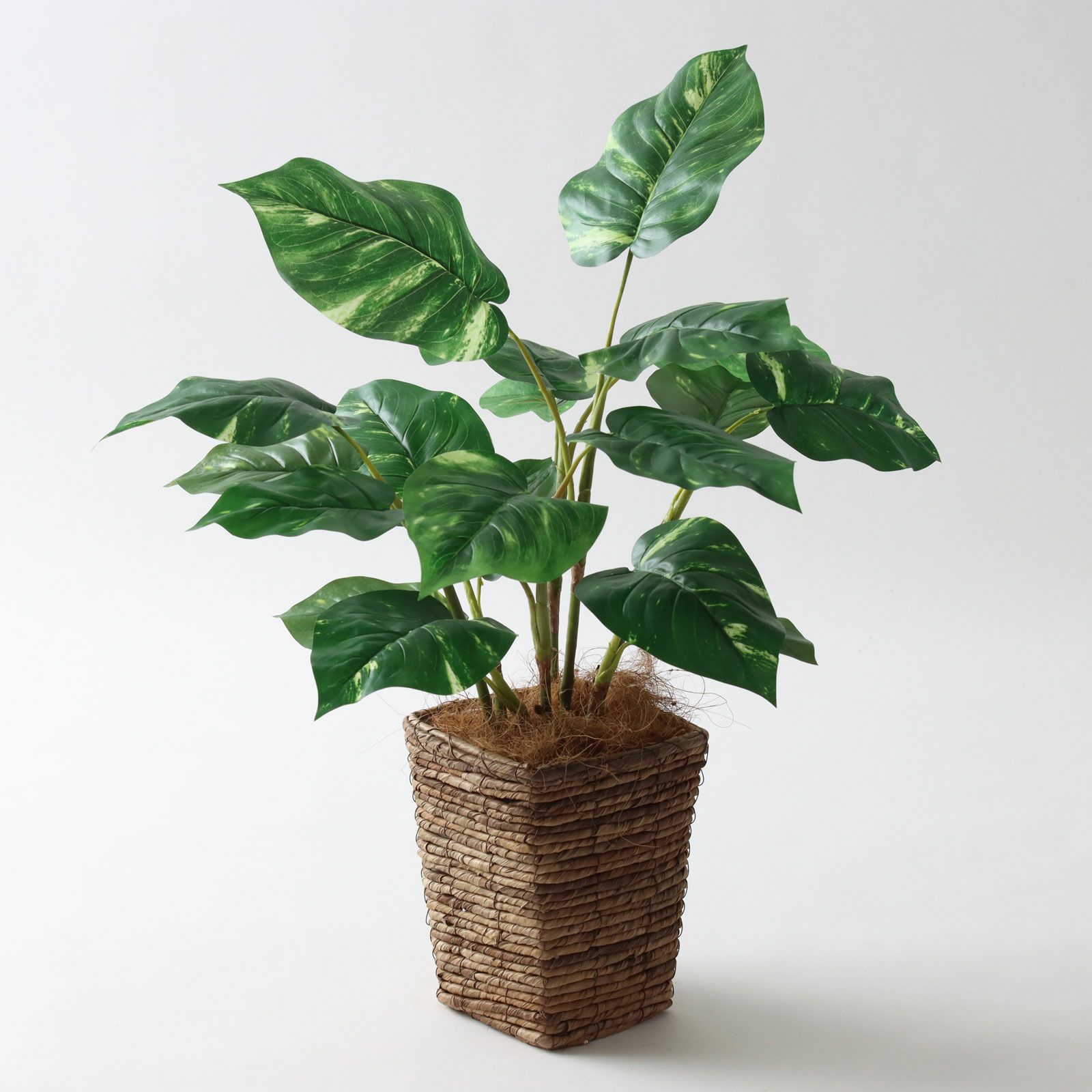 夏の新作＆会員限定クーポン情報コラムプレミアム光触媒フェイクグリーン 造花ドットコムzouka.com