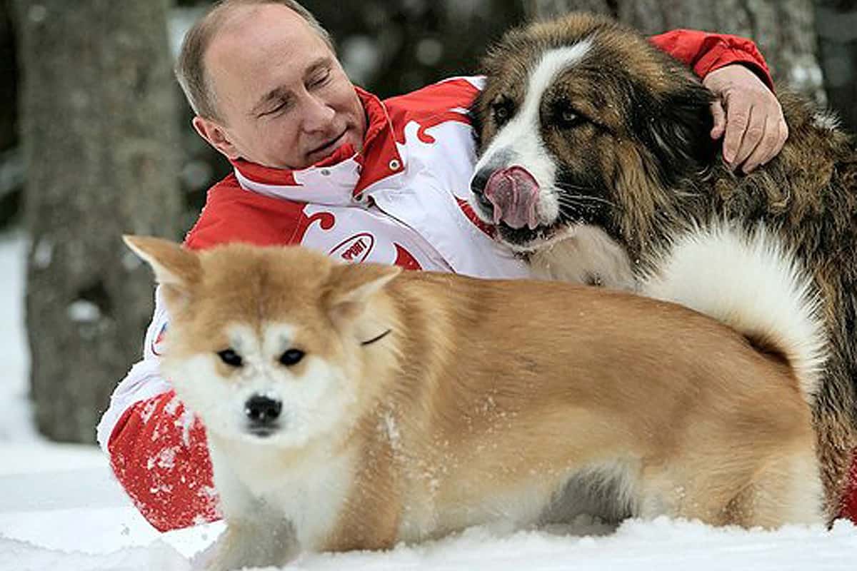 株式会社 ぷっちんDOG'S 秋田県- 子犬や子猫たちのペット販売情報が満載「ペットステーション」