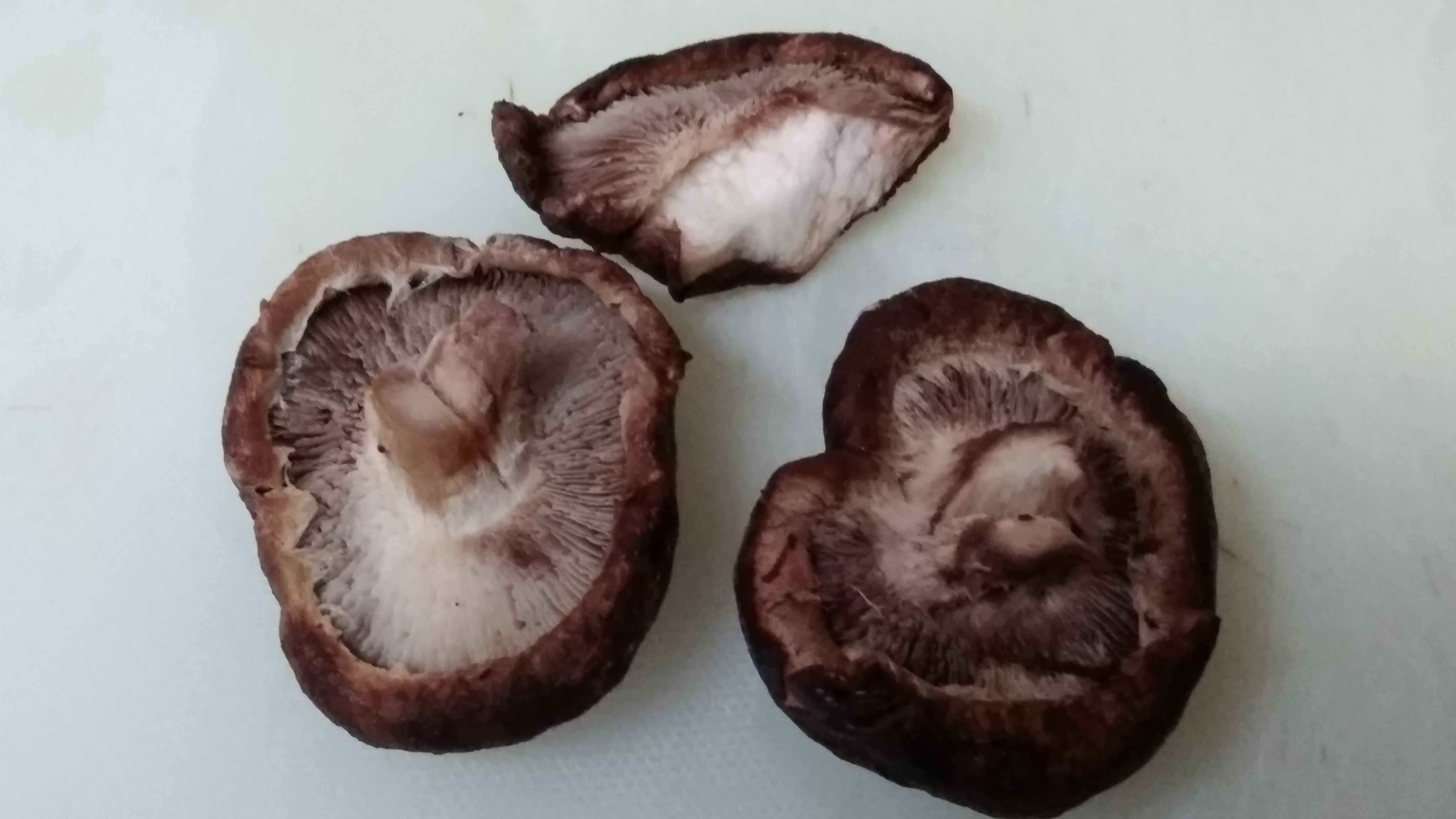 侵攻！黒こぶ菌 対 椎茸菌 - 原木椎茸屋の山暮らし