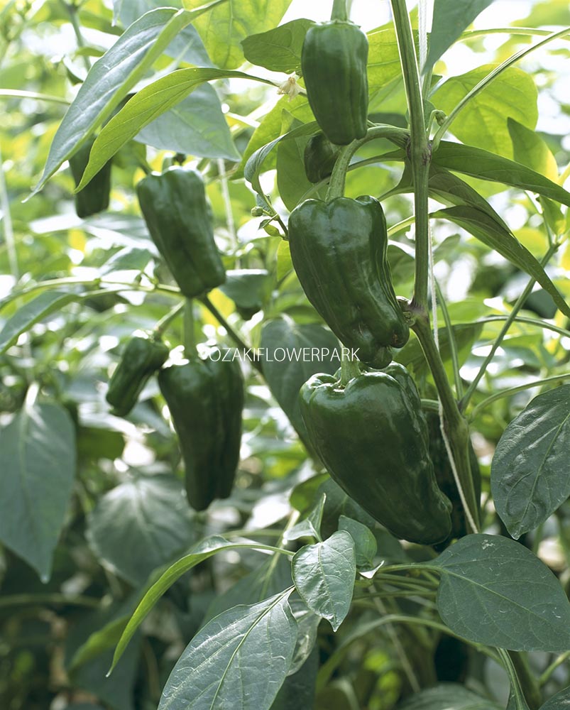 ピーマンの栄養 なすとピーマンは人気レシピ殿堂入り! greenpepperイラレブック