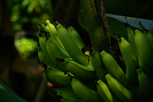 602,800点を超えるバナナのストックフォト、写真、そしてロイヤリティフリーの画像 - iStockりんご, オレンジ, パイナップル
