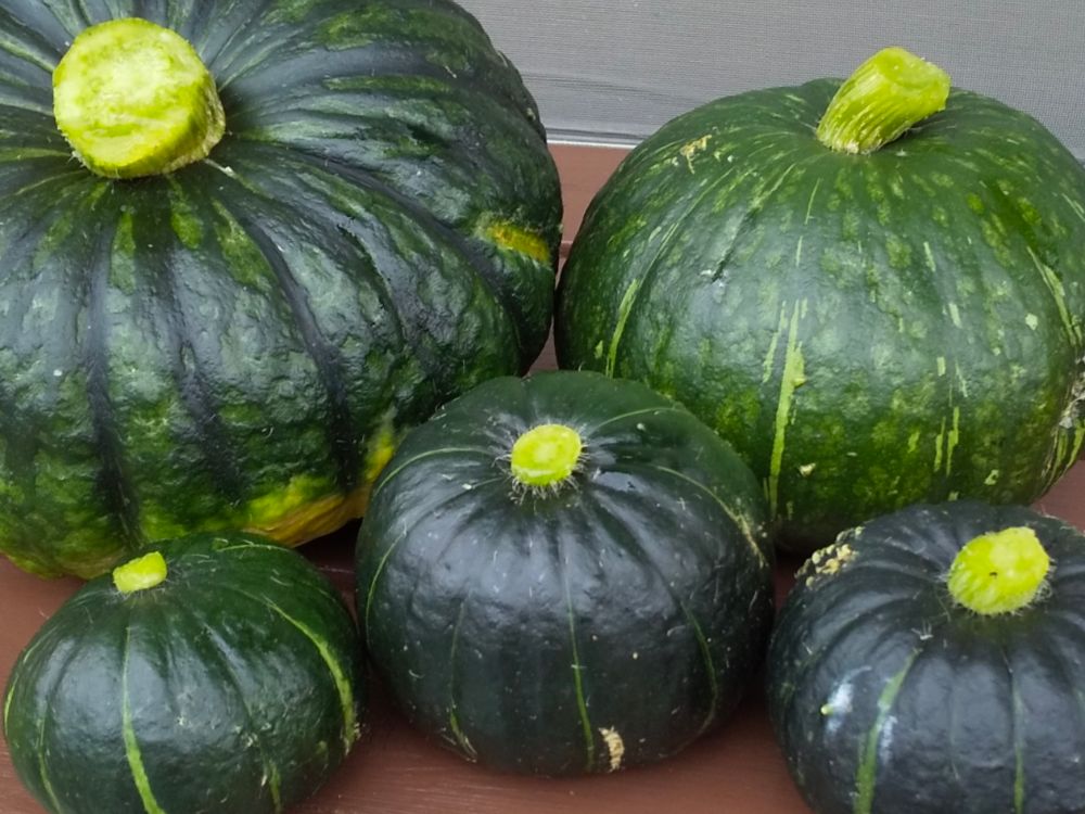 種類いろいろ！かぼちゃの品種とレシピをご紹介デリッシュキッチン