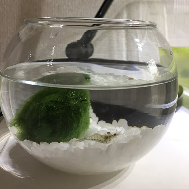 マリモ入荷いたしました！, 置くだけカンタンなマリモ&スカーレットシュリンプ入り瓶を入荷いたしました😊,よーく瓶を見てみると小さなエビが泳いでいるのが見えますよ🦐, 瓶の形は写真の3種類になります！, ※マリモのみの瓶も入荷しております🌱,ペッツメイト佐賀店マリモスカーレットシュリンプペットショップ