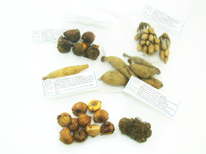 食用菊「もってのほか」黄花園芸日記by茶ん五郎みんなの趣味の園芸420092