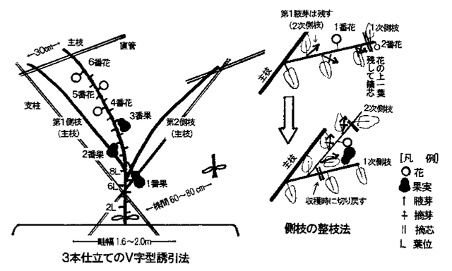 ナスの作り方 家庭菜園向け 家庭菜園編農作業便利帖みんなの農業広場