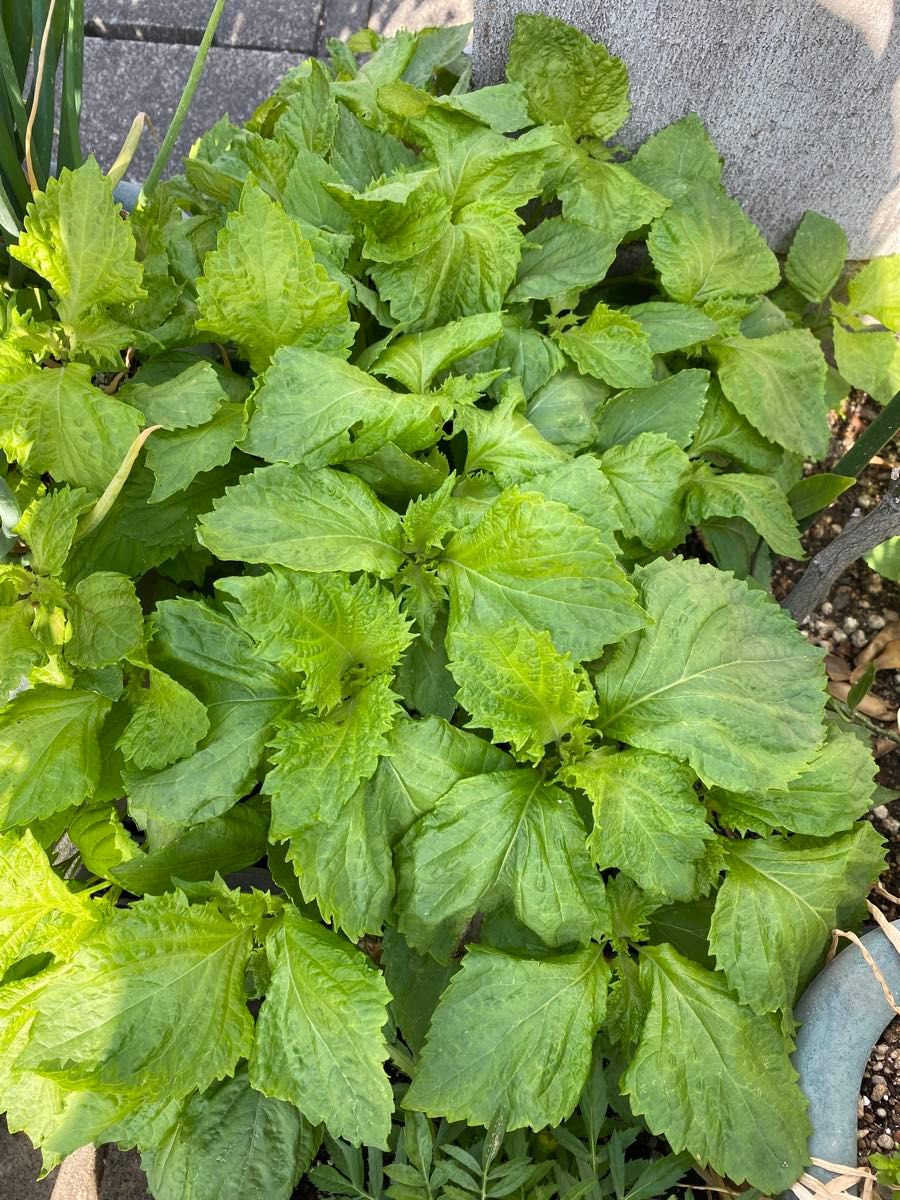 シソ 大葉 が美味しそうに育ちました 大葉の収穫 猫と園芸