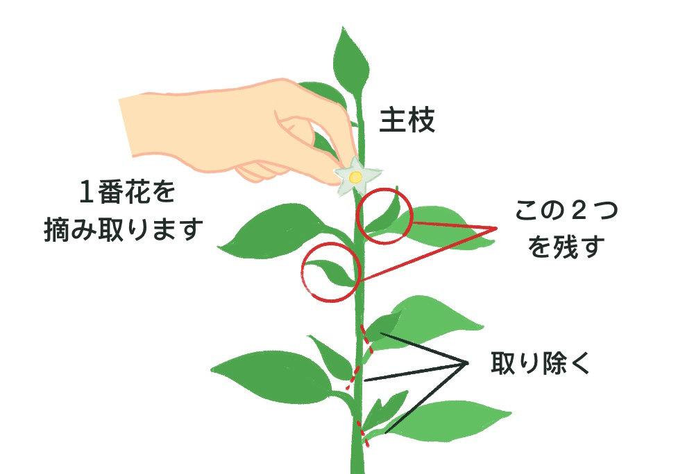 ミニパプリカ・ミニキュウリ・イタリアントマトの育て方 イラスト解説 5月に植えるプランター野菜切るを楽しむアルスコーポレーション株式会社