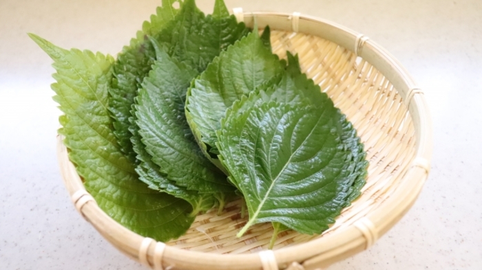 話題入り 青しそ 大葉 の保存方法Farmer's KEIKO オフィシャルブログ元農家の日々ごはん〜60歳からのおひさまLIFE〜Powered by Ameba