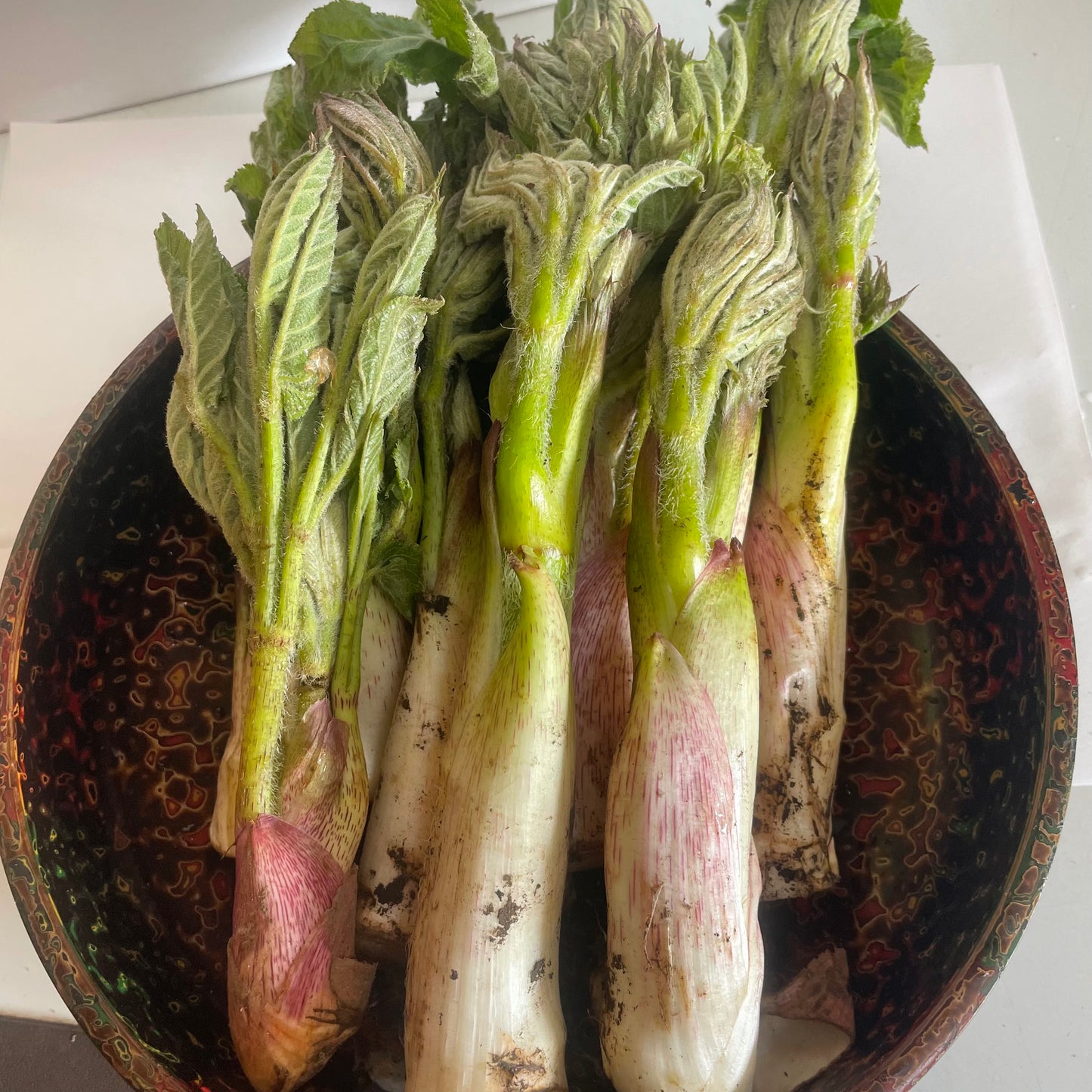 山菜 山うど 産地直送 送料無料 山形市 お取り寄せ通販 花樹有 かじゅある商品詳細ブルーローズとレインボーローズお取寄せ通販花樹有 かじゅある 山形の花屋