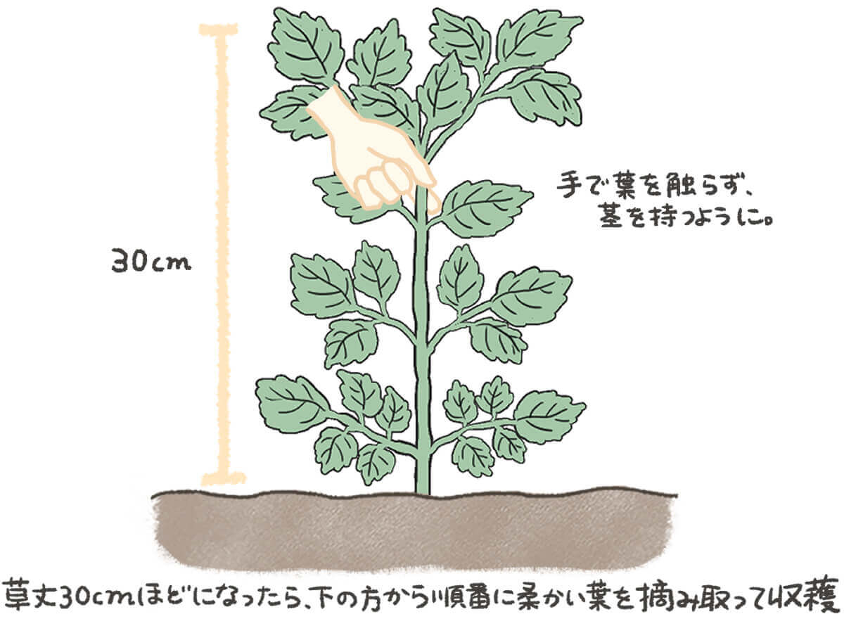 丸葉青しそ 大高種 タネ ,球根,苗,資材,ガーデニンググッズの通販はサカタのタネ オンラインショップ