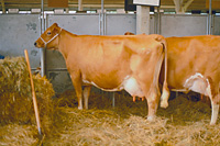 都内唯一の女子？八王子タウンニュース