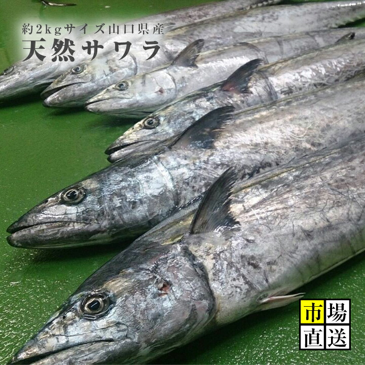 答志島産トロサワラ』by 気楽とんぼ : 鳥羽マルシェ - 鳥羽 食堂食べログ