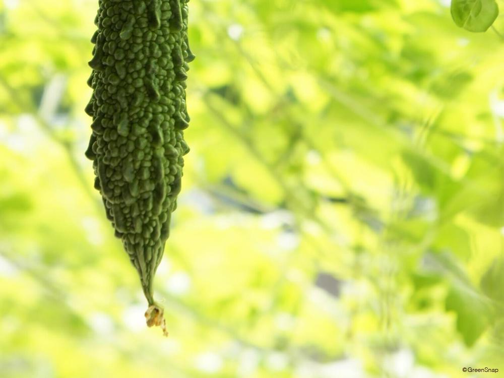 ゴーヤを自宅で栽培できる？美味しく育てるための育て方は？グリーンワークス 大垣市の造園会社