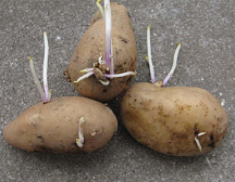 芽が出て食べられなくなったジャガイモを植えてみたら生えてきた。芽かきと土寄せ。 - ハーブと庭と健康と