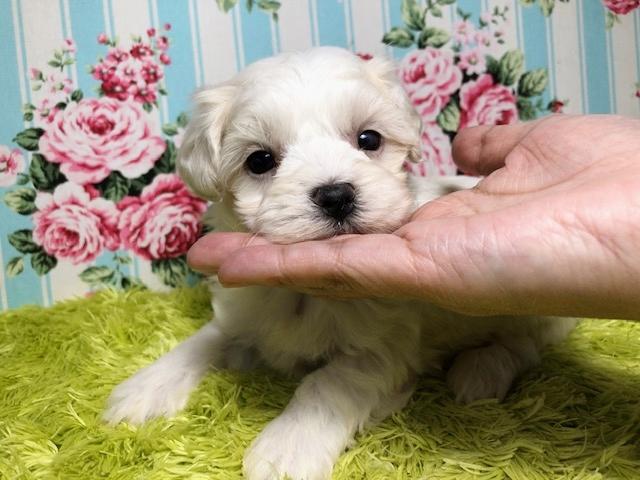 秋田犬ゆうき 後ろ抱っこでのお腹ブラッシングは効率も良いうえにお互い幸せな気分になる akita dog- YouTube