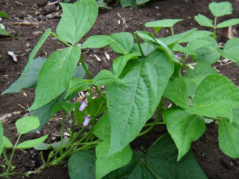 モロッコインゲンとは？旬や特徴、おいしい食べ方についても解説！クラシル