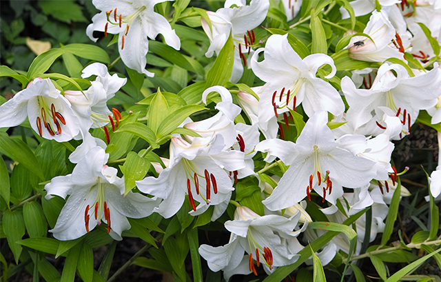 4 25販売開始 母の日に贈る、FLOWERの花言葉ブーケFLOWER