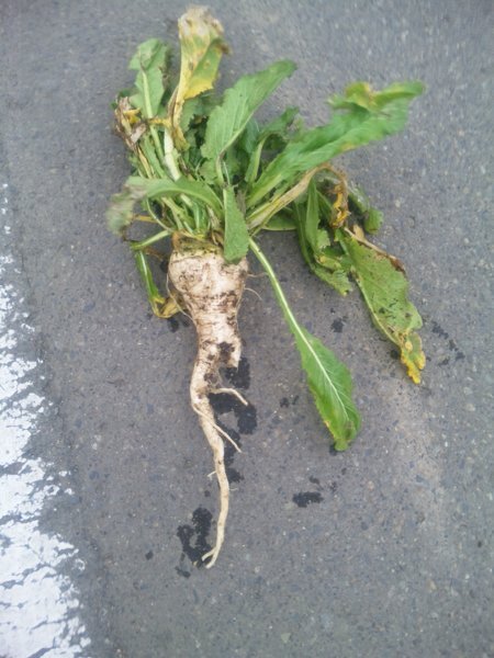 大根が二股になるのはなぜ？やけに色っぽい大根収穫 - 空と花の色
