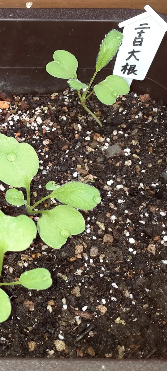 白長二十日大根栽培 – 商品別育て方情報 ニチノウのタネ