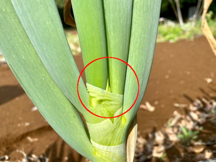 初心者向け タマネギの失敗しない育て方。うちの玉ネギなんで大きくならないの？秋冬の家庭菜園におススメ簡単野菜、プランターでもOK園楽project~園芸・植物を楽しむ情報サイト～