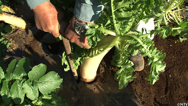 ペットボトルで大根作り！？お気に入り絵本とミニ菜園たのしいをつくる～小４＆小１わくわく兄弟