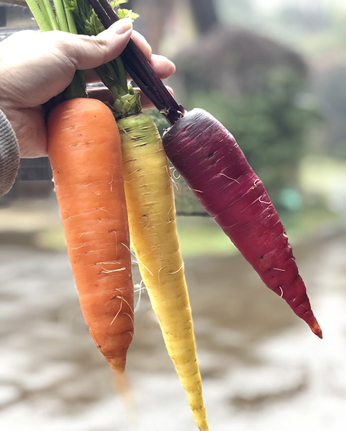 カブ 蕪 かぶ の栄養価と効能：旬の野菜百科