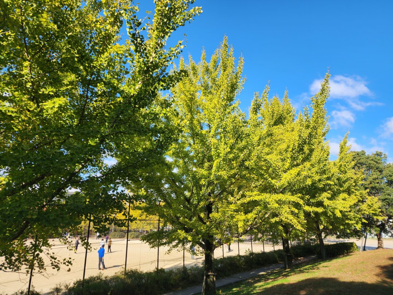 大ぶり車海老のエビフライ10尾セット_1114R - 大分県国東市ふるさとチョイス - ふるさと納税サイト