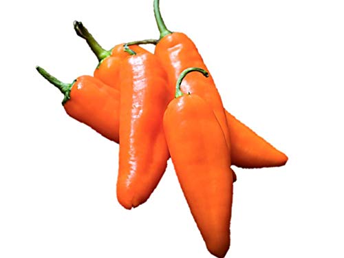 サラダピーマン オレンジ 250粒 ピーマン ぴーまん タカヤマシード 種 たね タネ通常5倍 5のつく日はポイント10倍全国種苗出荷センタ