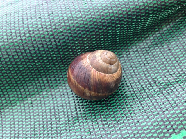 エスカルゴディジョン在住ロマネコンティーさんのおすすめ料理・食べ物ロコタビ