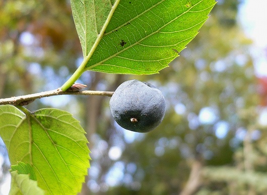 薬草園歳時記 11 万両、千両、百両、十両、一両 2021年11月大学案内静岡県公立大学法人 静岡県立大学
