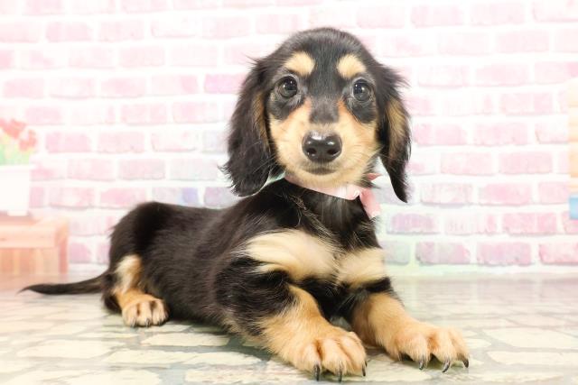 株式会社 ぷっちんDOG'S 秋田県- 子犬や子猫たちのペット販売情報が満載「ペットステーション」