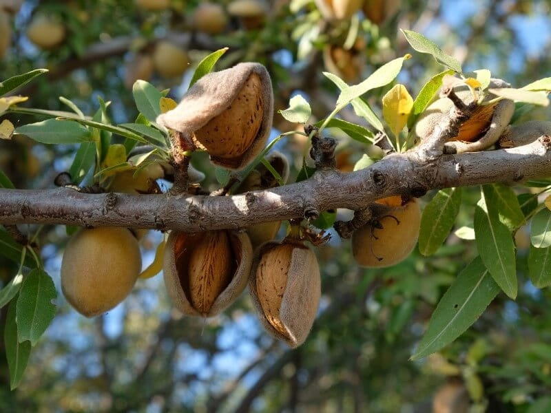 種実類 - Wikipedia