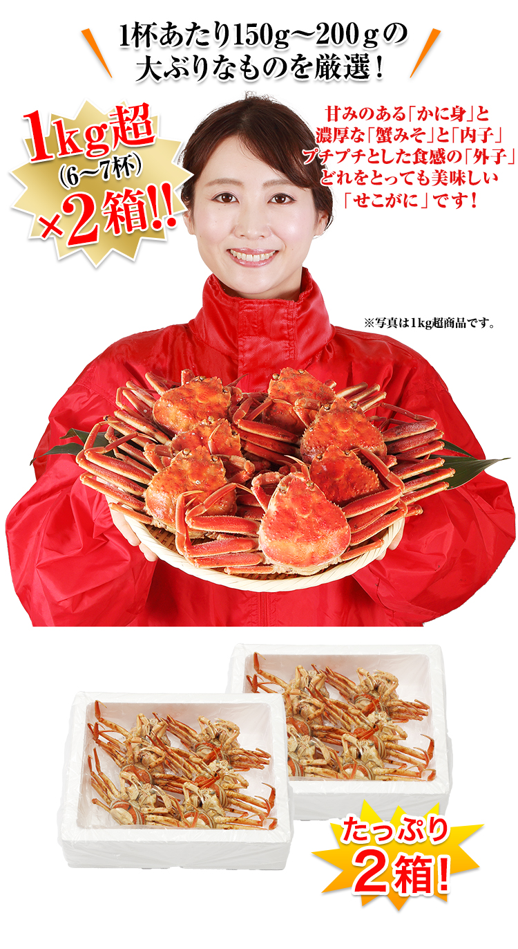 期間限定！鳥取県産・兵庫県産“生・茹セコガニ”大特価キャンペーン通販・お取り寄せ - 鮮魚屋 マルワフーズ渡辺水産