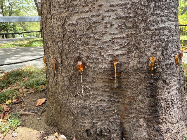 育てたクヌギにカブトムシがやってきた 樹液の味についても