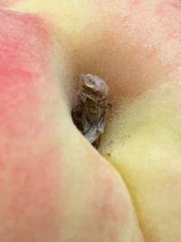 桃の核割れとは？原因・安全性・見分け方を解説割れた