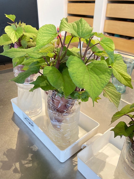 こちらは去年掘り上げた芋から芽出ししたさつまいも✨🍠 2階の窓際で挿し苗用のツルを育てています。 さつまいもは🍠ツルが付いていた側 上 から芽が出てくるので、片側に密集して生えてます😊④室内冬越し2年目のオカワカメは、カーテンの裏で暴れてました😅 6月の