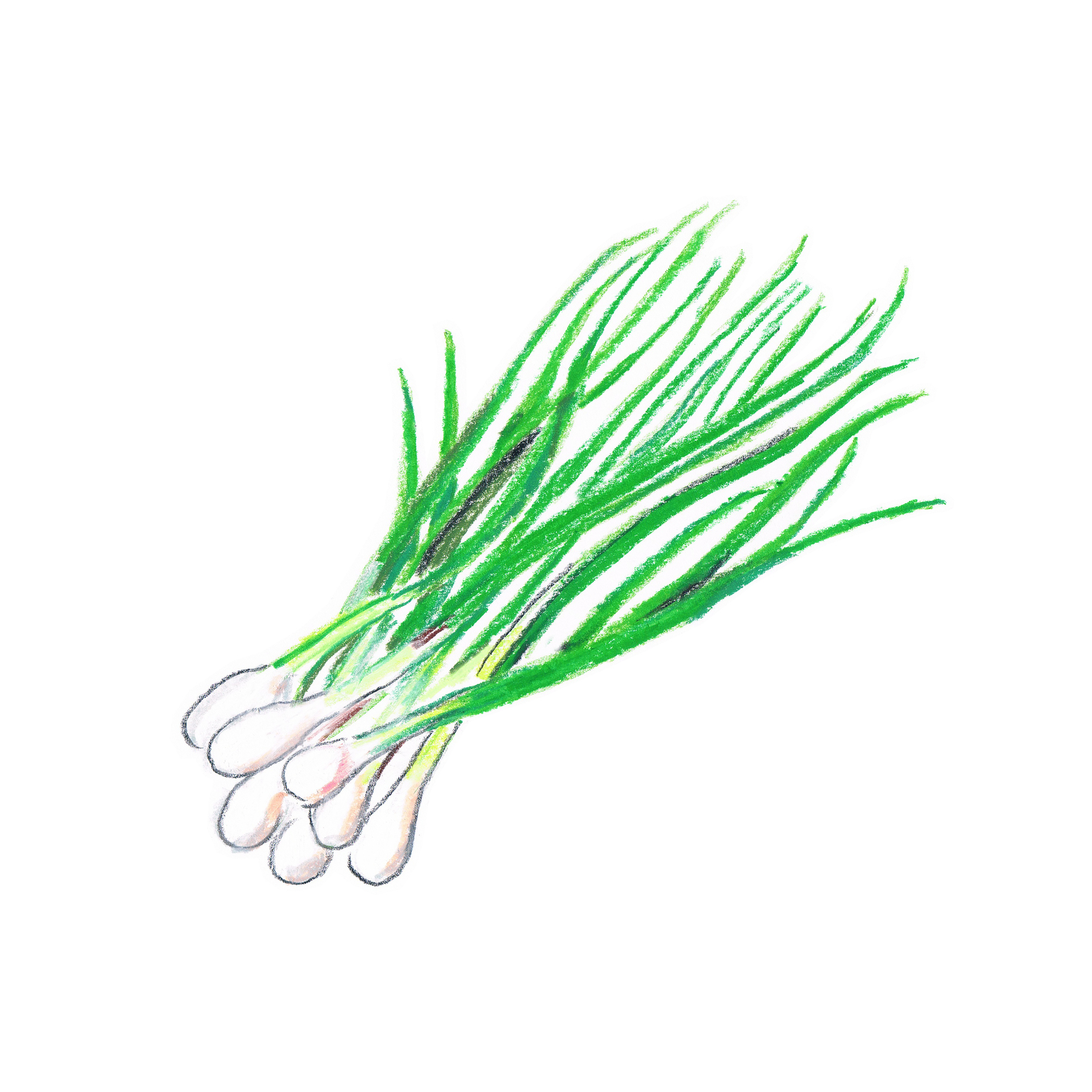 万能ねぎ・わけぎ・あさつき」って何が違うの？ – ニッポン放送 NEWS ONLINE