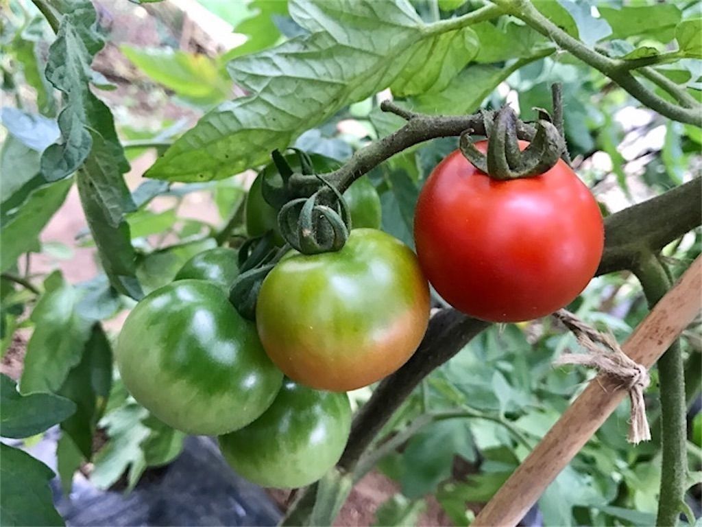 ミニトマト - 季節の野菜・果物など - JAグループ茨城「Amore アモーレ」