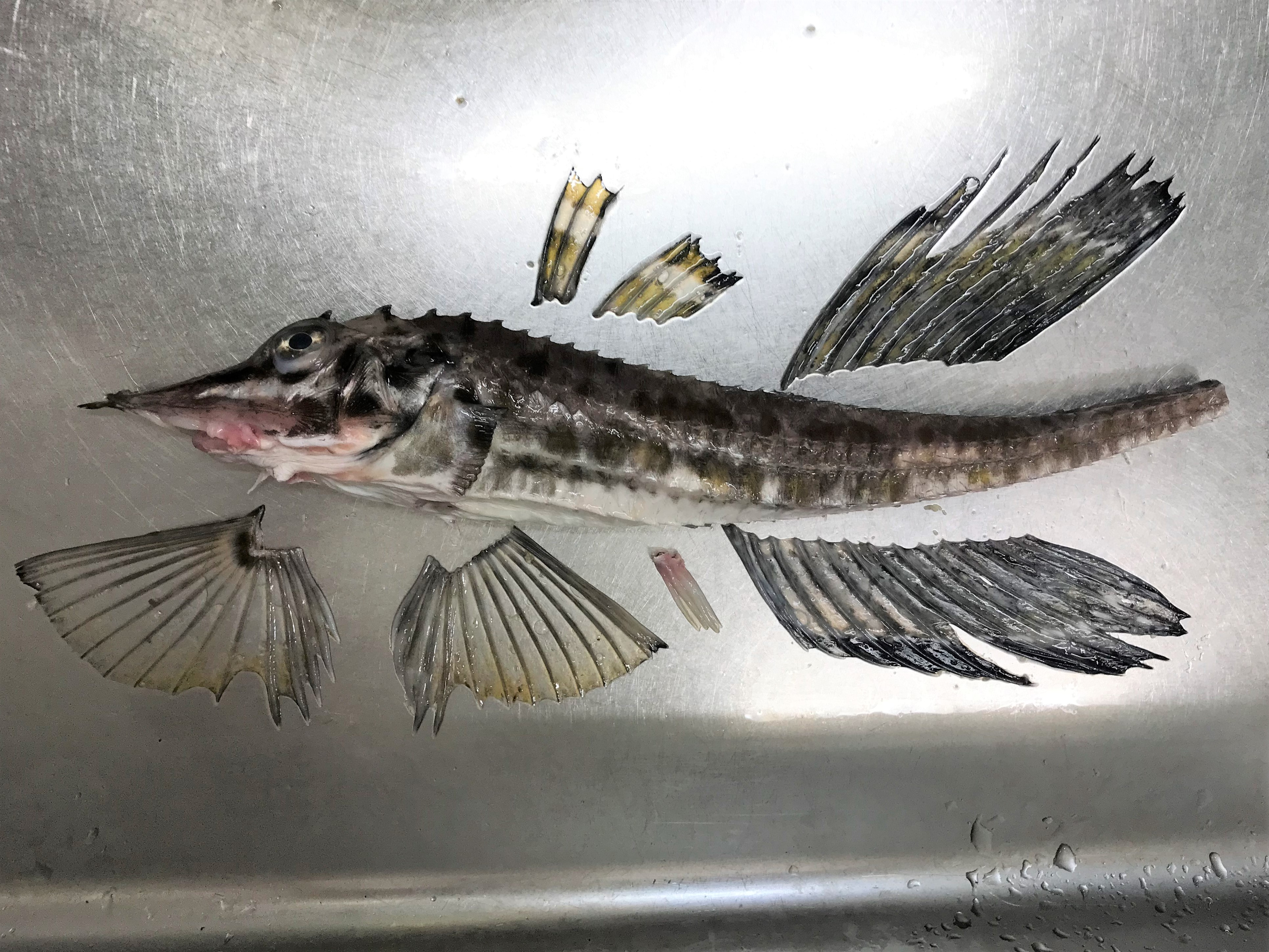 大型魚の捌き方 前編ハマチやカンパチなど大型魚の捌き方！ : 魚屋三代目日記