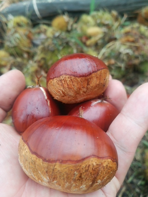 能勢産無農薬銀寄栗渋皮煮qoui canning store