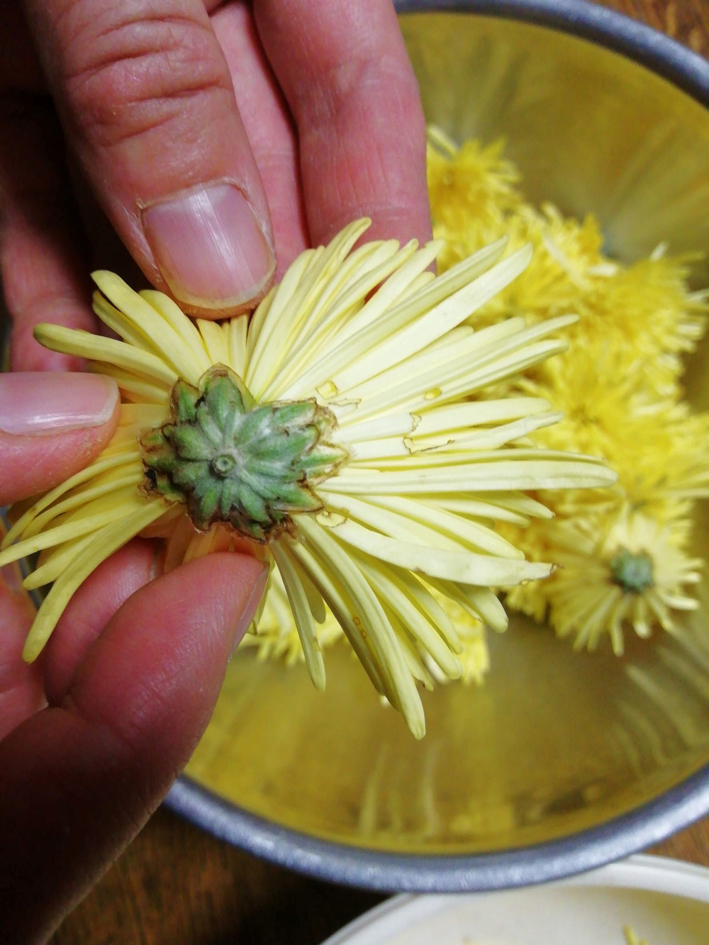 栽培中の食用菊 山形県庄内 写真素材7482666- フォトライブラリー photolibrary
