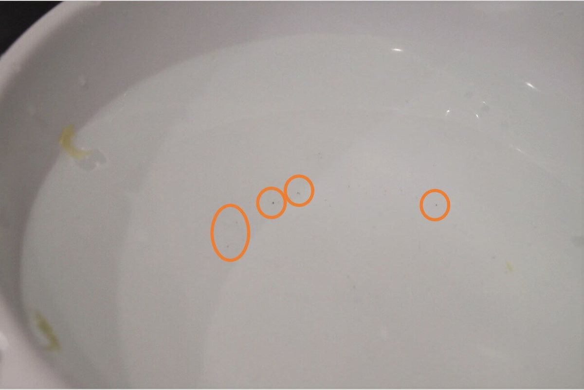 キャベツの千切り完全版 切り方のコツ・選び方をプロが解説