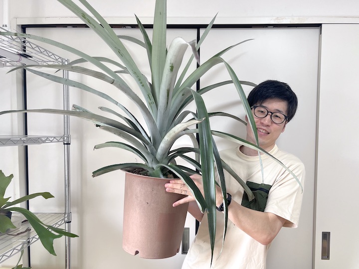 身近で不思議な果物 パイナップル船昌商事株式会社