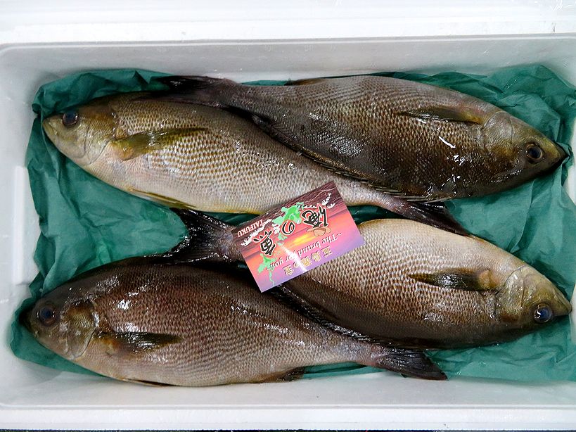 赤イサキ」の画像素材 写真・イラスト- イメージマートimagemart