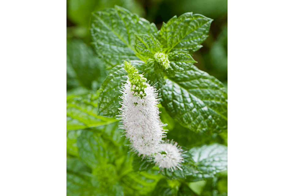 ミントの使い方・大量消費方法6選まとめ。ベランダ菜園のミントを余すことなく使い切る。基本編 暮らしのVlog ♯024