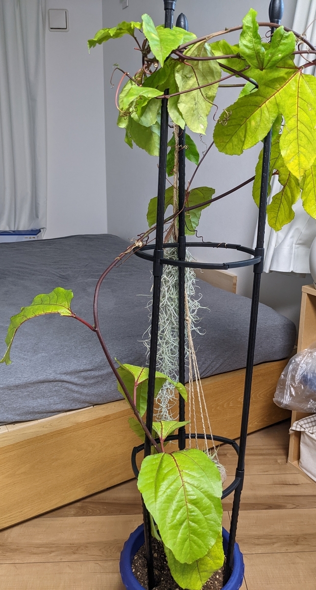 パッションフルーツ育て方OATアグリオ栽培メディア