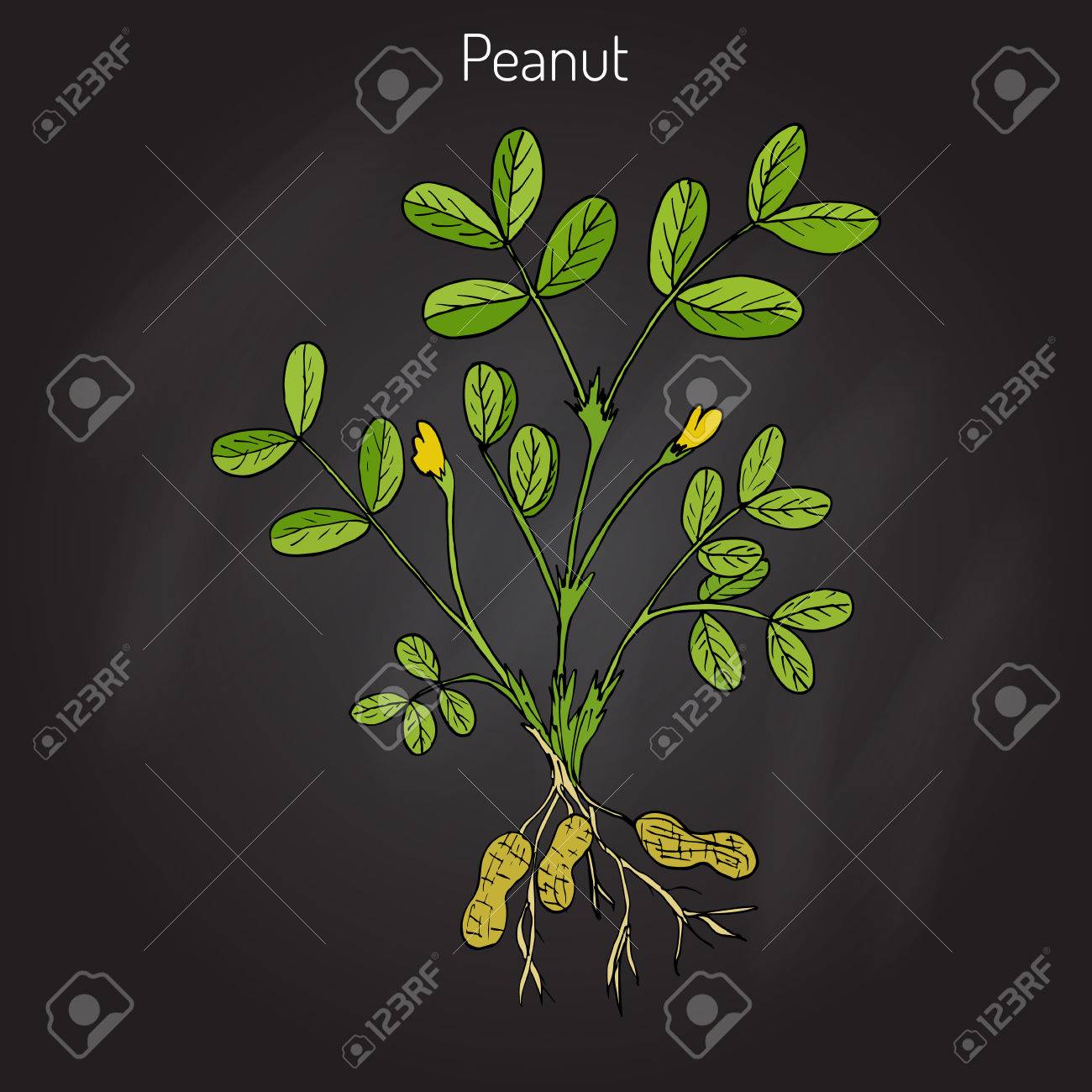 5ページ - 落花生無料テンプレートデザイン。イラストや画像付きも豊富 - Canva キャンバ